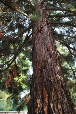 Sequoiadendron giganteum - sekvojovec obrovský - část kmene (3)
